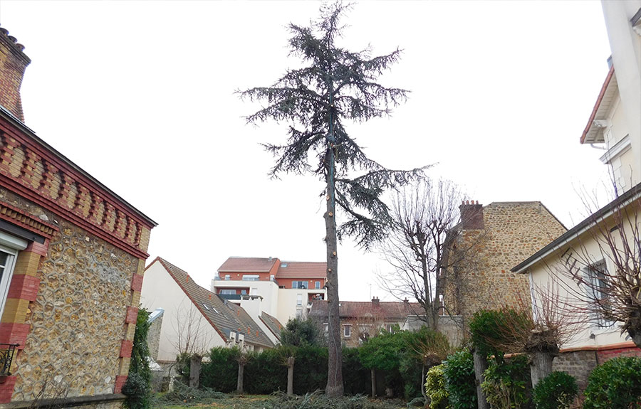 D&eacute;montage d'arbres dans le Val d'Oise image 3
