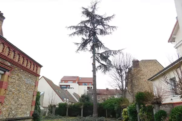Démontage d'arbres dans le Val d'Oise image 3