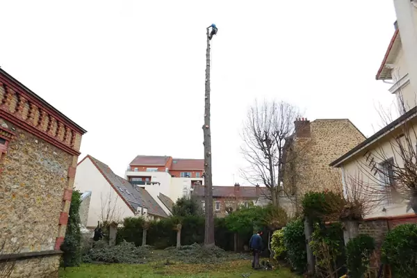 Démontage d'arbres dans le Val d'Oise image 2