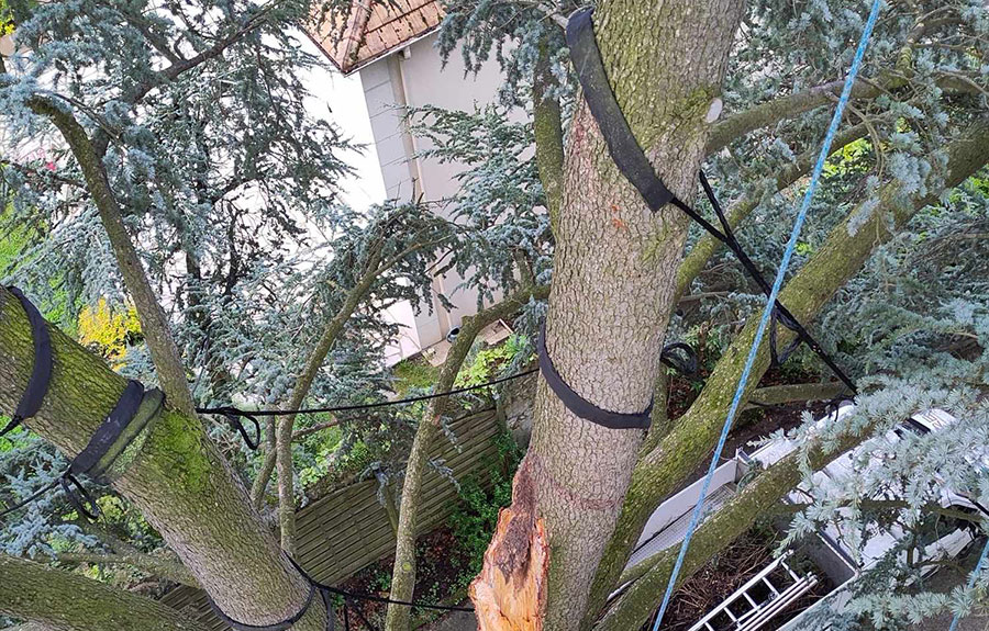 Haubanage d'arbres dans le Val d'Oise image 2