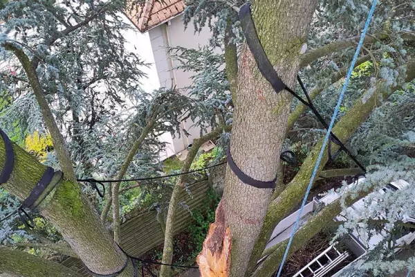 Haubanage d'arbres dans le Val d'Oise image 2