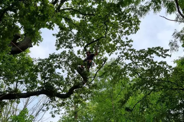 Taille raisonnée d'un arbre dans le Val d'Oise image 3