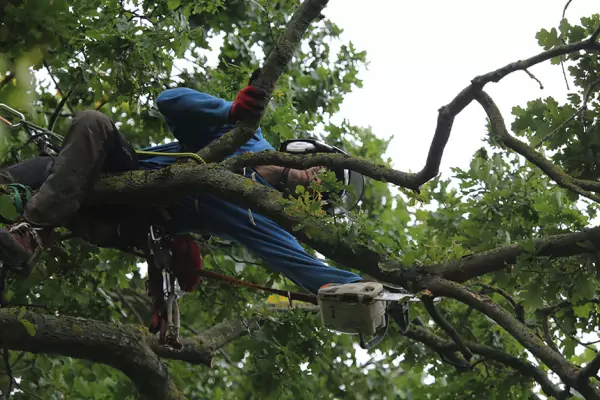 Taille raisonnée d'un arbre dans le Val d'Oise image 4