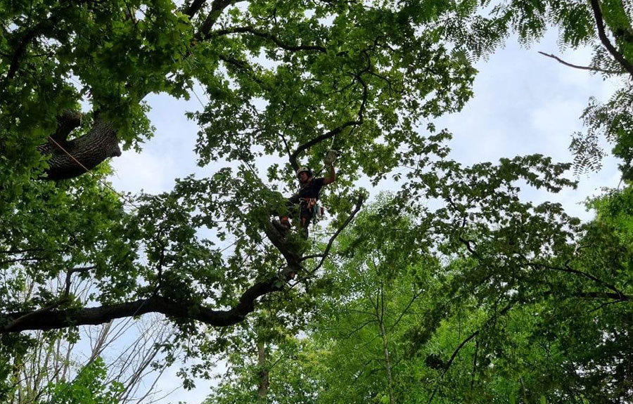 Taille raisonn&eacute;e d'un arbre dans le Val d'Oise image 3