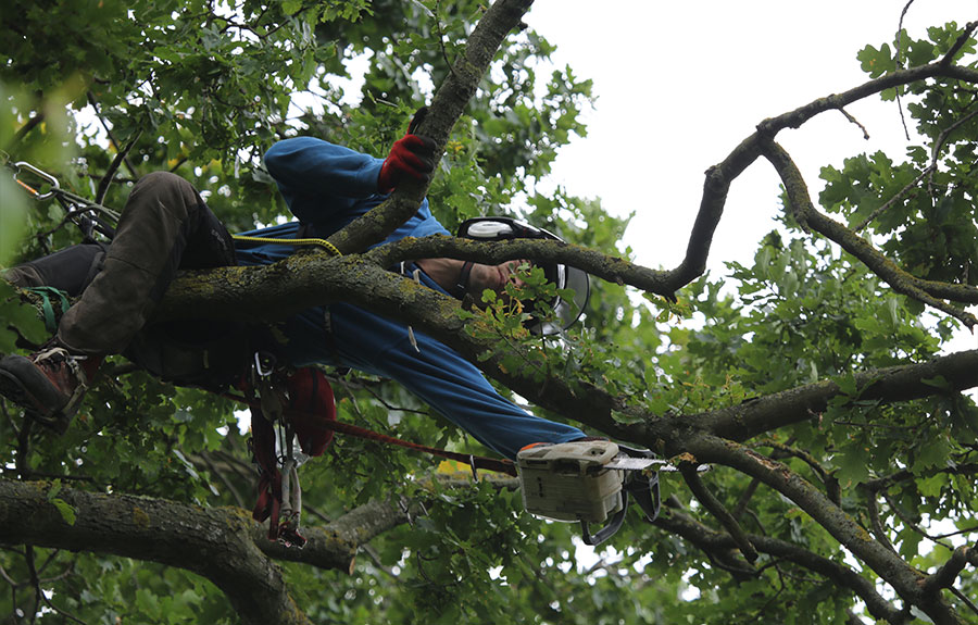Taille raisonn&eacute;e d'un arbre dans le Val d'Oise image 4